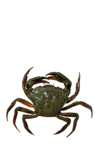 Carcinus maenas