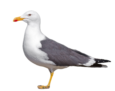 Larus fuscus